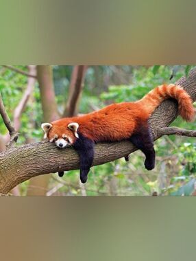 Red Panda Custom Fridge Magnet Home Kitchen Decor